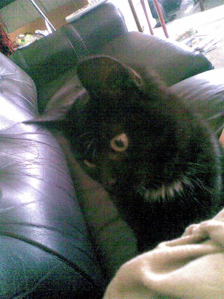 Huskat Louis *R.I.P* billede 2