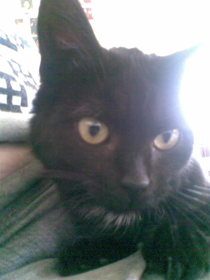 Huskat Louis *R.I.P* billede 3