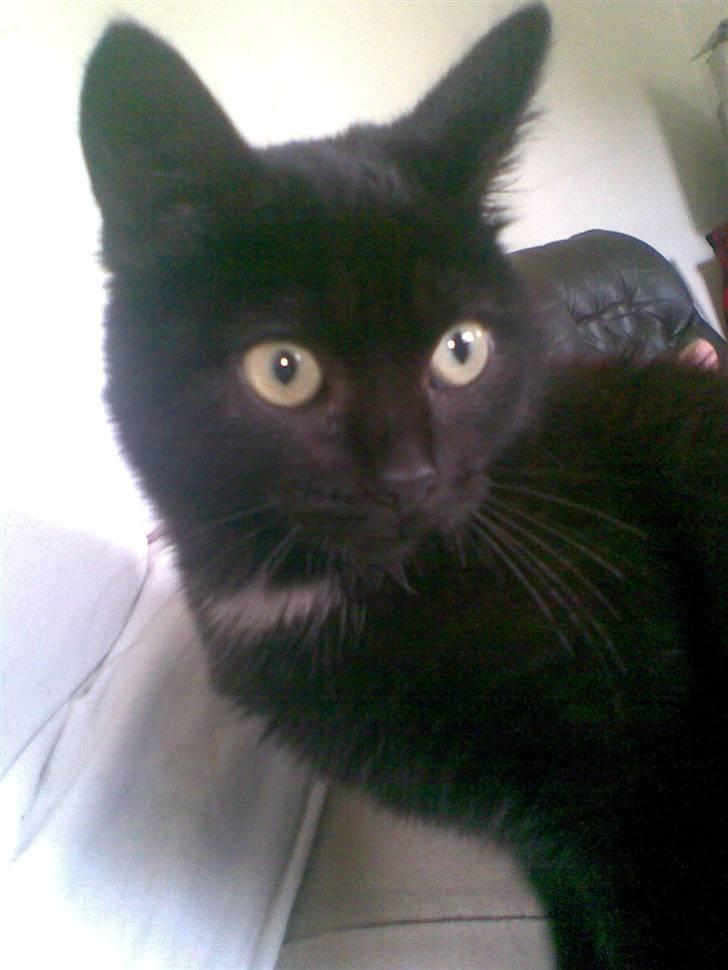 Huskat Louis *R.I.P* billede 4