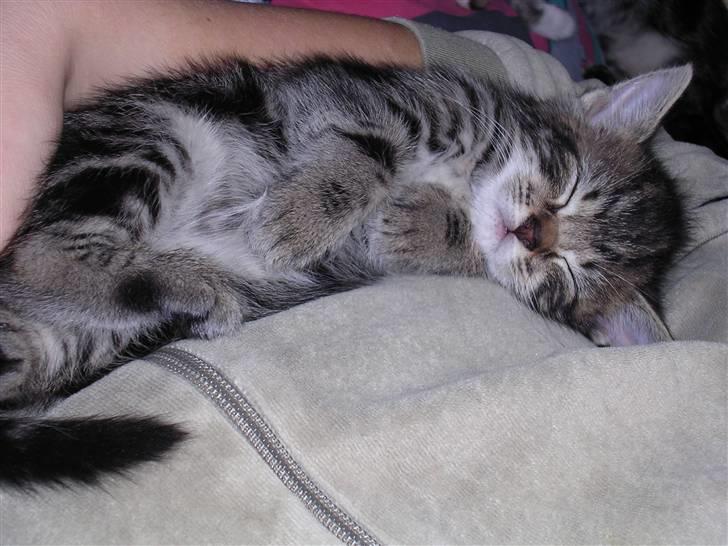 Huskat Gritte. - Jeg er den sød´este! :´). Jeg er SÅ fi´nest plettet! <3. billede 5