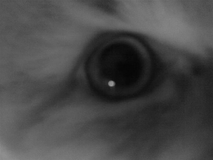 Norsk Skovkat Fruen´s Oskar billede 5