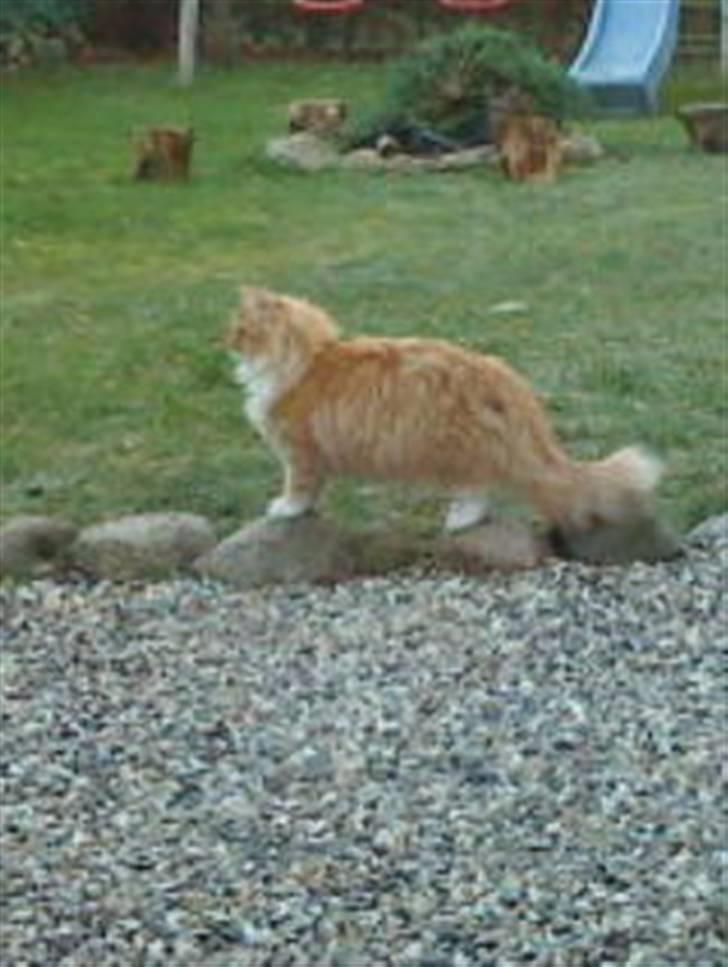 Norsk Skovkat Fruen´s Oskar billede 6