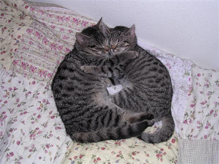 Huskat Gritte. - - Er de dog ikk´ de sød´este søs´kende i hele universet? ;´). Det sy´nes JEG! :). billede 6