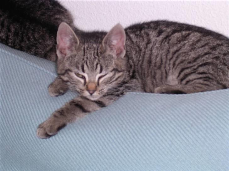 Huskat Gritte. - - Ja! Det va´r den gang, som der va´r ro i hyt´ten! Heh. ;´). Jeg er ba´r så glad! :). billede 7