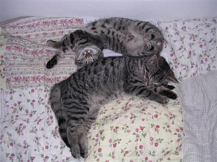 Huskat Gritte. - - Ja! De´r er ikk´ nog´n, som sir´ noget! :´). Bro´r ´+ søs´ter! ;). billede 8