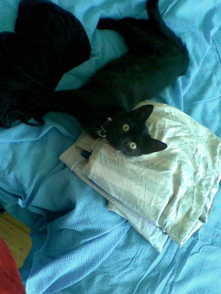 Huskat Louis *R.I.P* billede 5