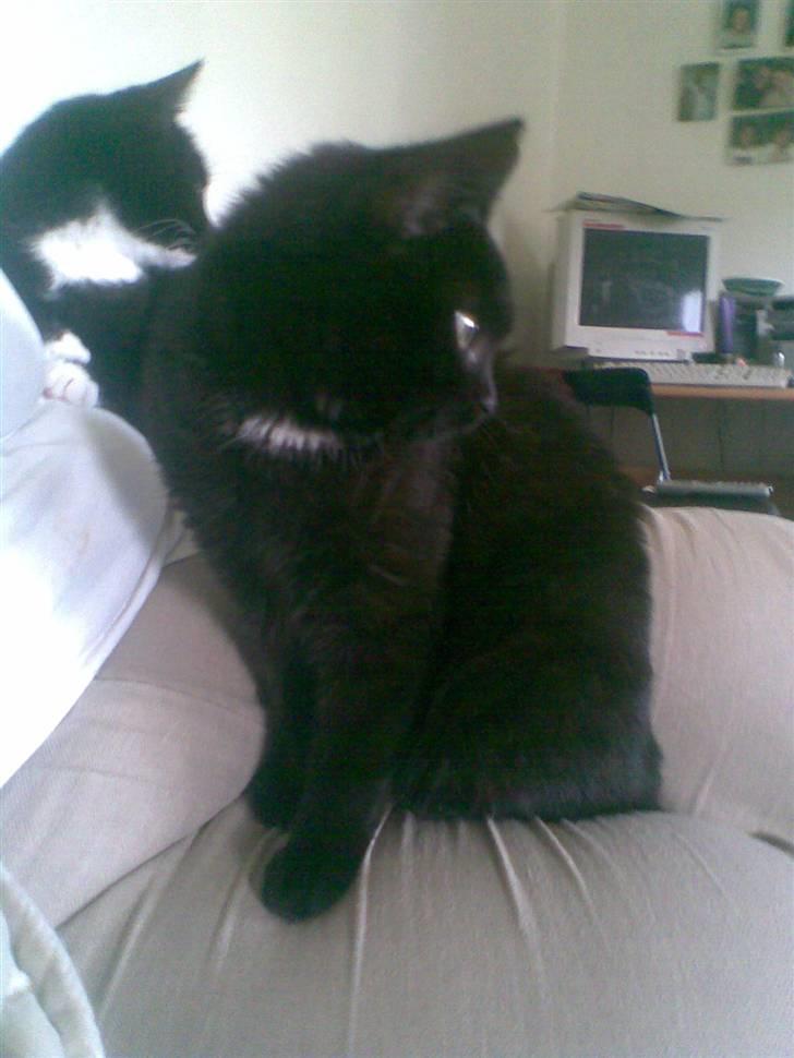 Huskat Louis *R.I.P* billede 6