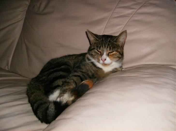 Blanding af racer Rita  - ligger og slapper af i sofaen :) billede 1