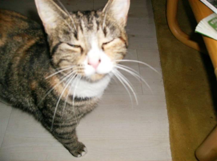 Blanding af racer Rita  - kigger lige :) billede 2