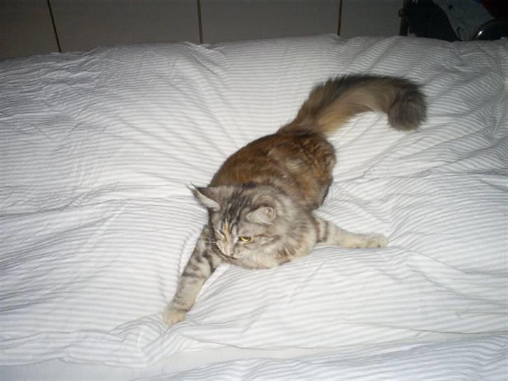 Maine Coon Cassiopaia - Skal nok få rodet den seng godt og grundigt ! billede 6