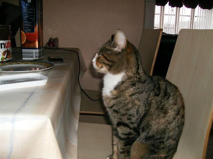 Blanding af racer Rita  - sidder ved bordet :) billede 3