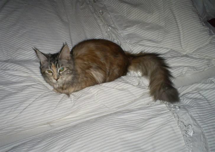 Maine Coon Cassiopaia - Puha hårdt arbejde ..slapper den lige ! billede 7