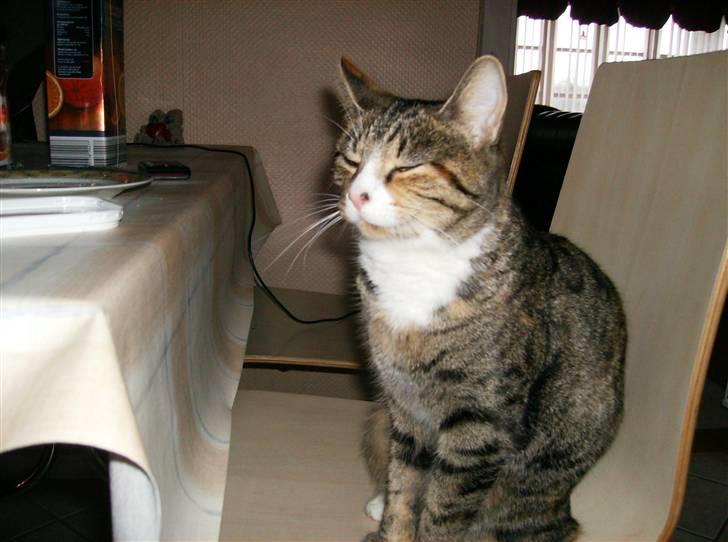 Blanding af racer Rita  - sidder ved bordet :) billede 4