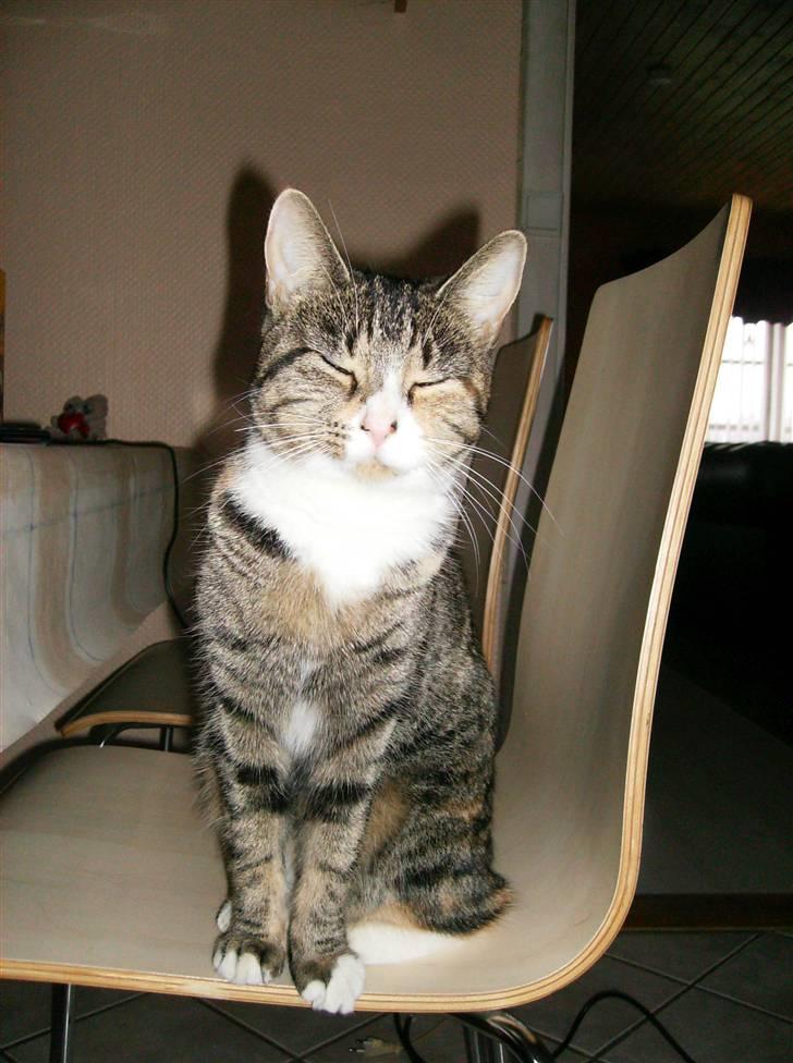 Blanding af racer Rita  - sidder ved bordet :) billede 5