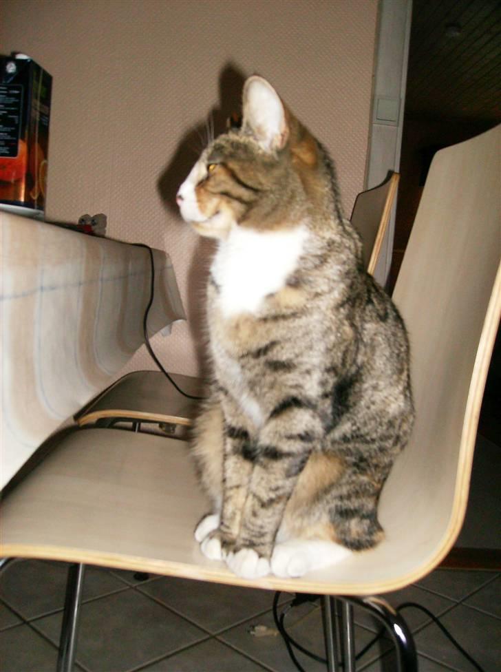 Blanding af racer Rita  - sidder og høre efter hvad Lasse siger :) billede 6