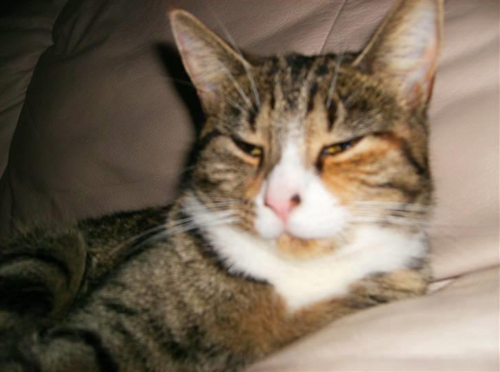 Blanding af racer Rita  - hun er meget træt :) billede 7