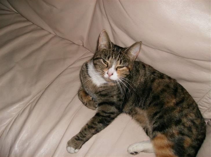 Blanding af racer Rita  - sover næsten :) billede 8