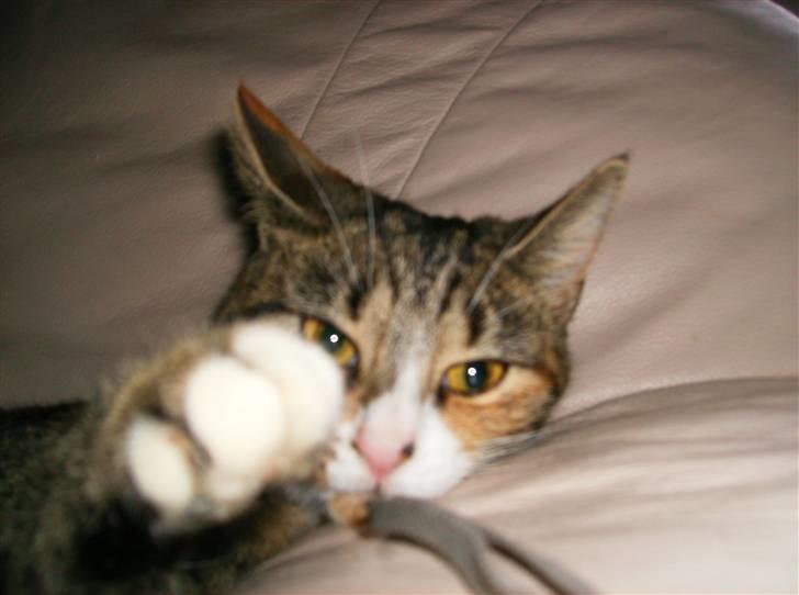 Blanding af racer Rita  - vinker :) billede 9