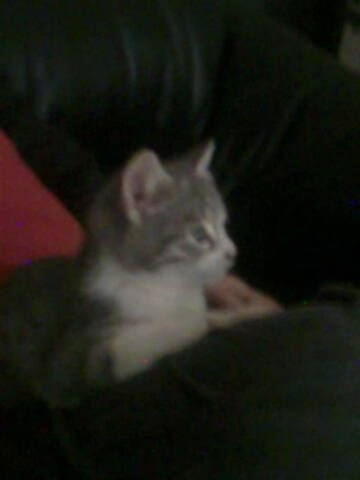 Huskat Idun (cirkeline) billede 1