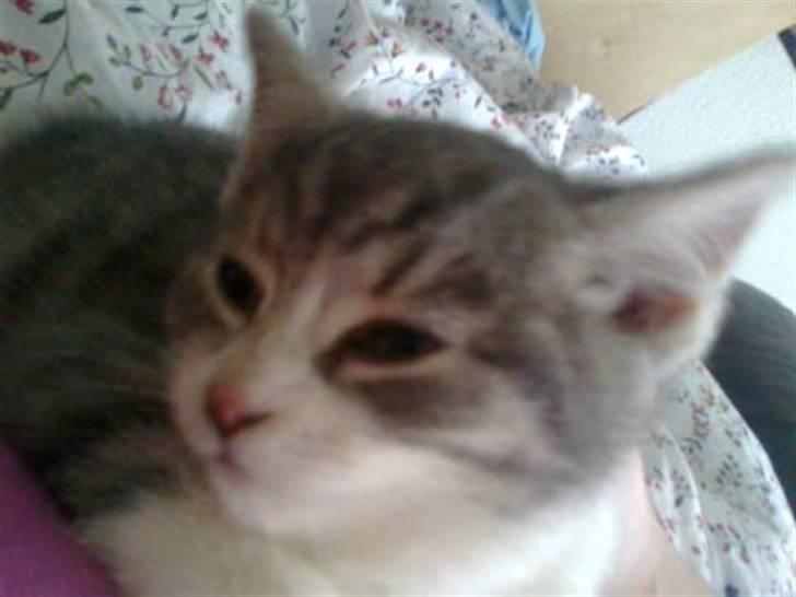 Huskat Idun (cirkeline) billede 2