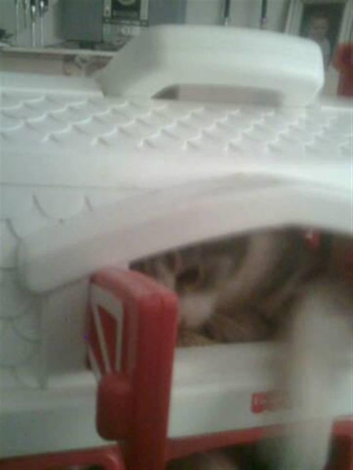 Huskat Idun (cirkeline) billede 3