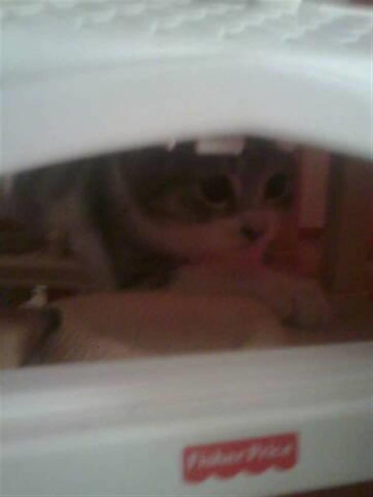 Huskat Idun (cirkeline) billede 4