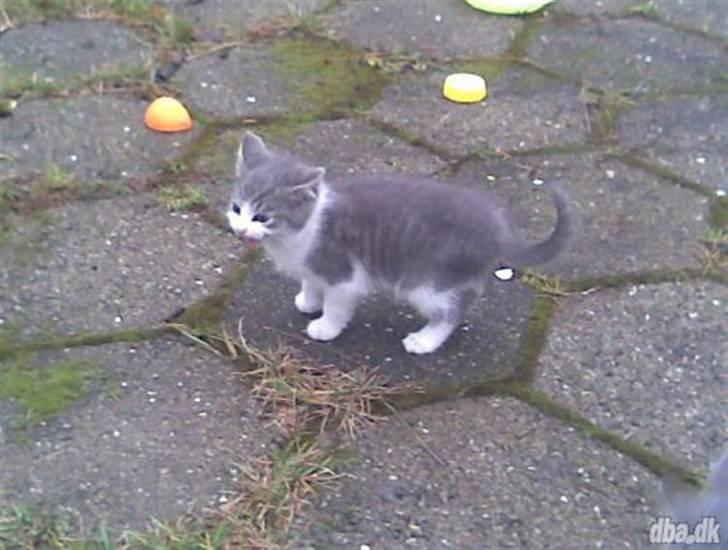 Huskat Idun (cirkeline) billede 5