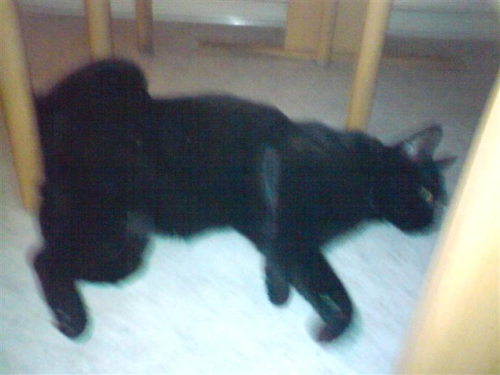 Huskat gizmo.R.I.P billede 10