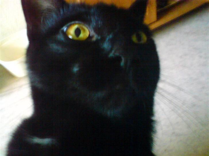 Huskat gizmo.R.I.P billede 11