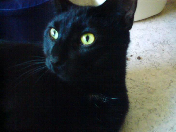 Huskat gizmo.R.I.P billede 12