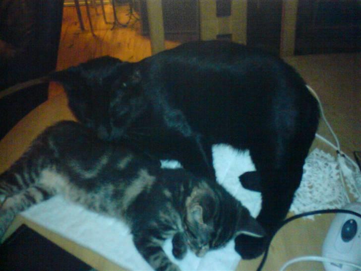 Huskat gizmo.R.I.P billede 13