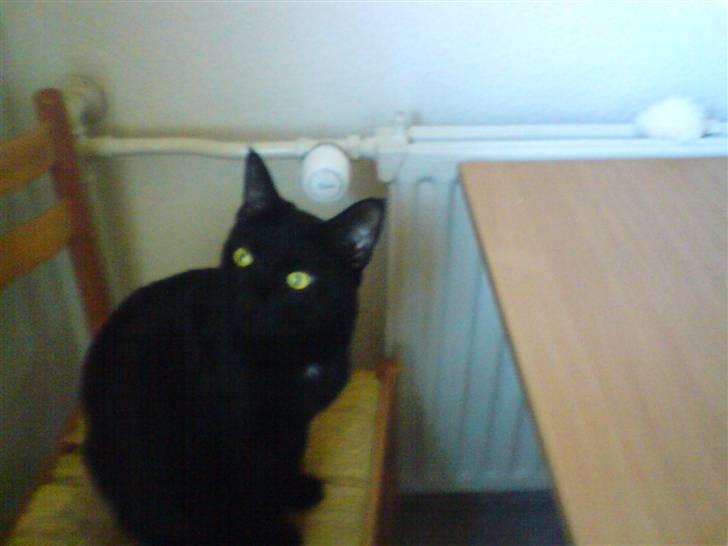 Huskat gizmo.R.I.P billede 14