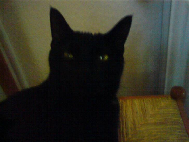 Huskat gizmo.R.I.P billede 15