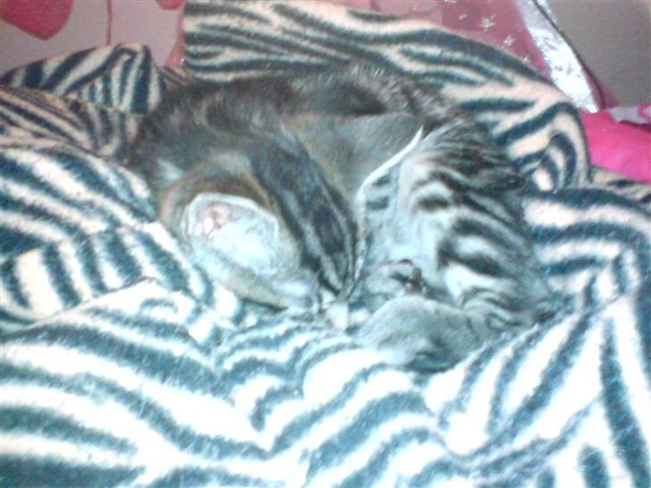 Blanding af racer CILLE billede 11