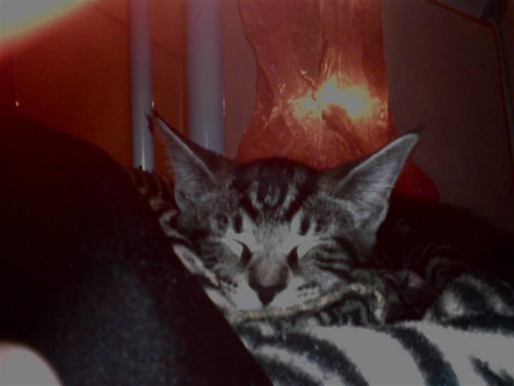 Blanding af racer CILLE billede 12