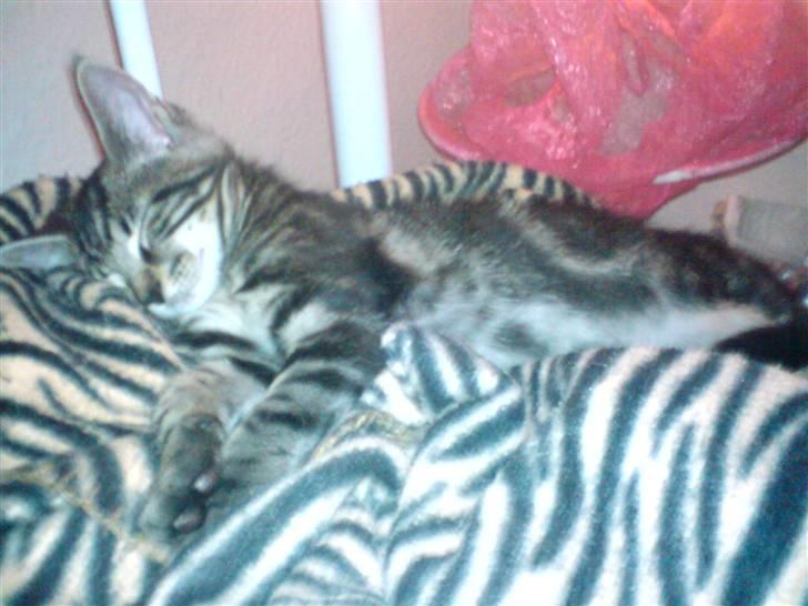 Blanding af racer CILLE billede 13