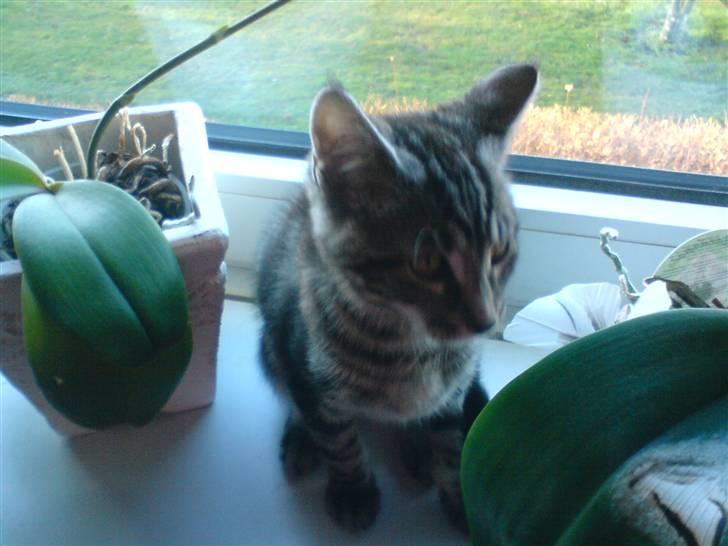 Blanding af racer CILLE billede 15