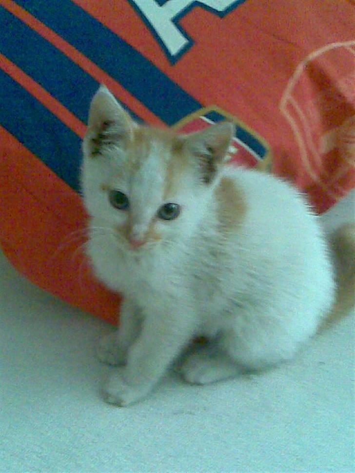 Huskat Dirty R.I.P - Her er lille Dirty, navnet fik han da han var meget beskidt da han kom til os billede 1