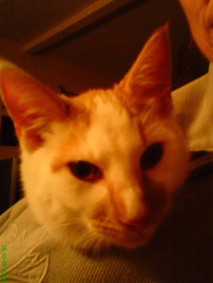 Huskat Dirty R.I.P - Her putter han i trøjen billede 2