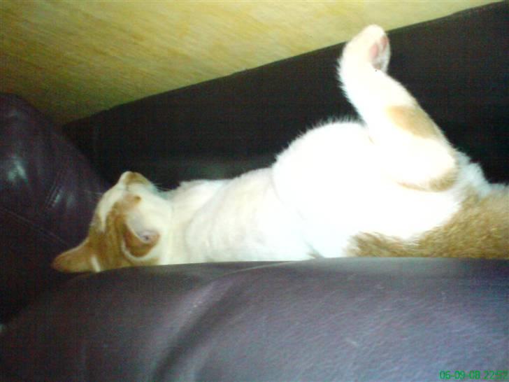 Huskat Dirty R.I.P - Dirty sover (: billede 3