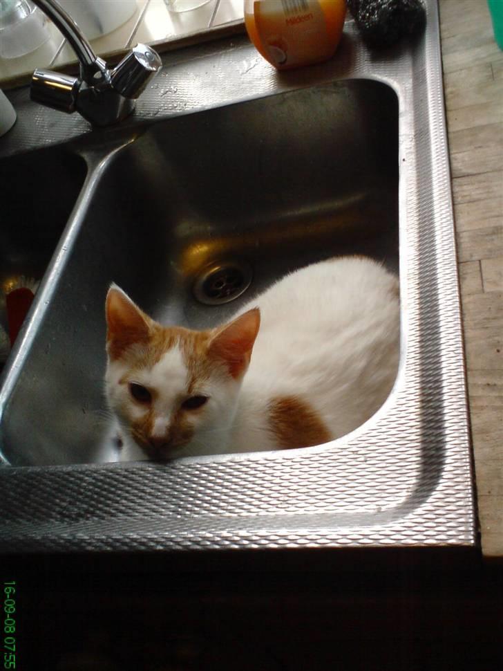 Huskat Dirty R.I.P - Han kan godt li a ligge i vasken billede 4