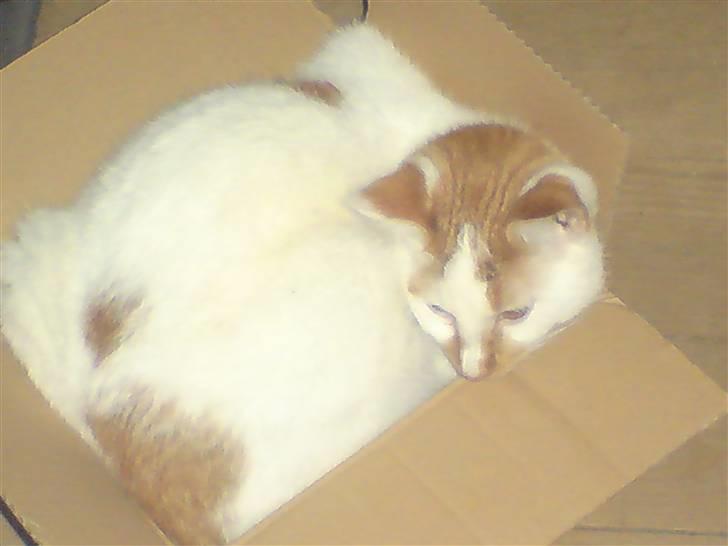 Huskat Dirty R.I.P - UHA sikke en lille kasse, men det går nok (: billede 5