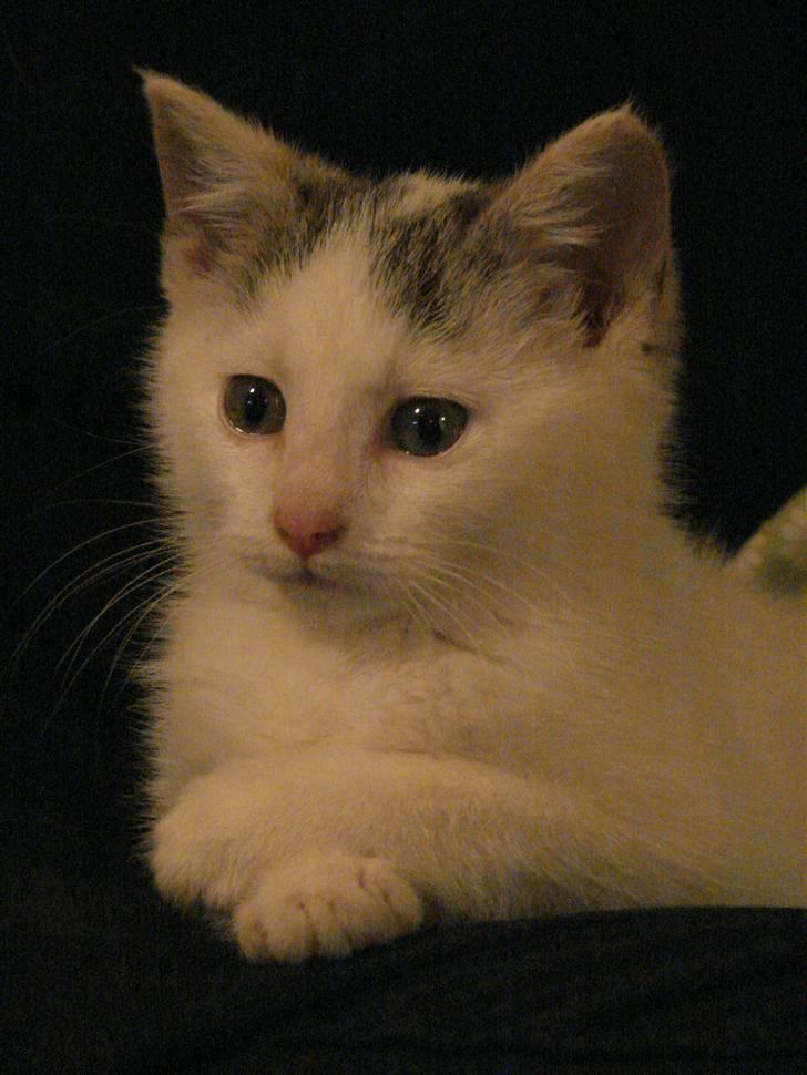 Blanding af racer Feline - tidligere kat.  billede 1