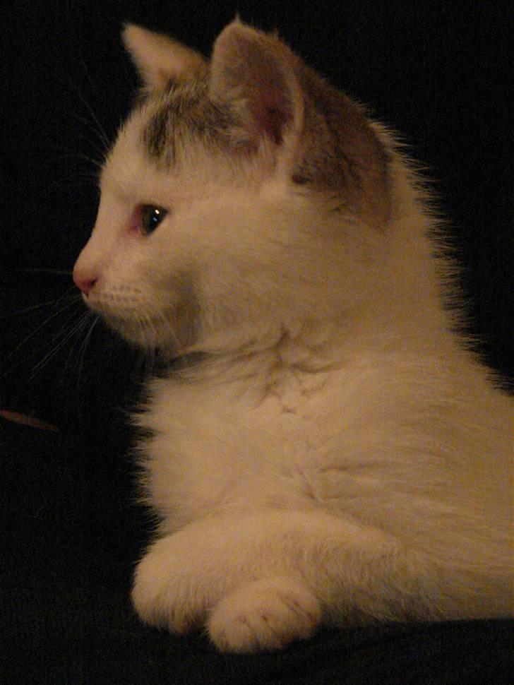 Blanding af racer Feline - tidligere kat.  billede 2