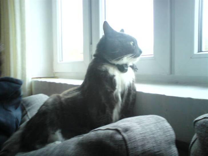 Blanding af racer Signe billede 9