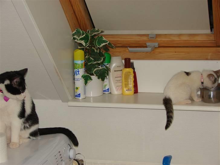 Blanding af racer Feline - tidligere kat.  billede 3