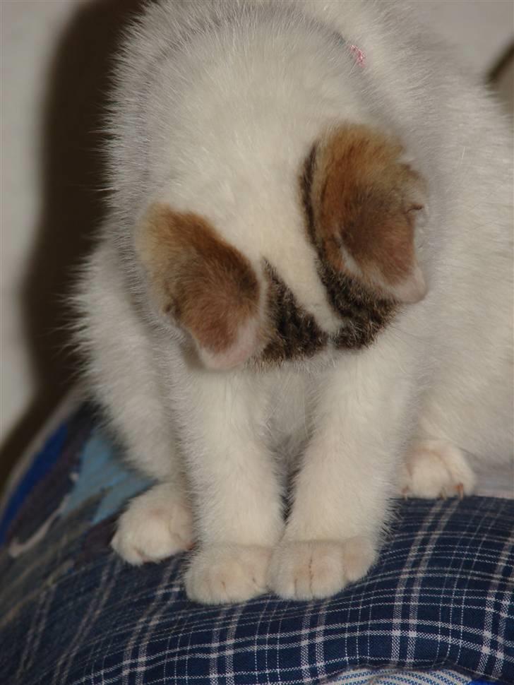 Blanding af racer Feline - tidligere kat.  billede 4