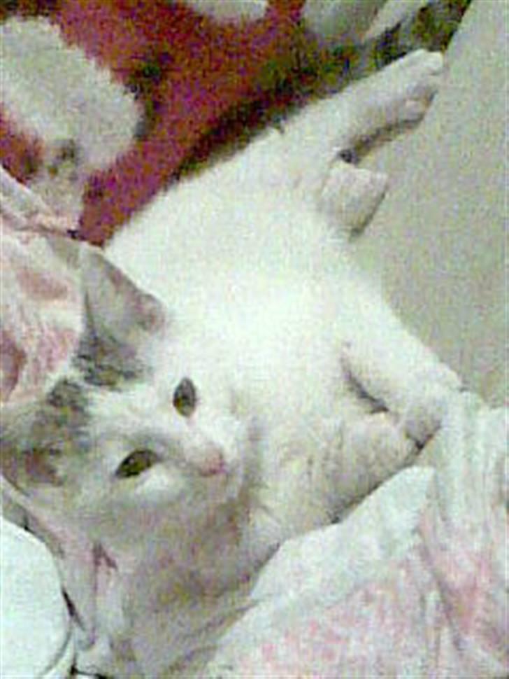 Blanding af racer Feline - tidligere kat.  billede 5