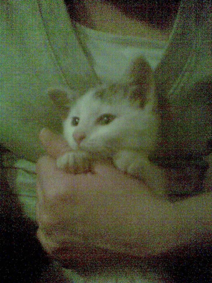 Blanding af racer Feline - tidligere kat.  billede 6