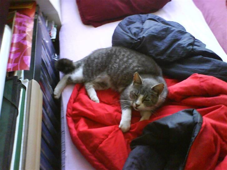 Huskat Mulle - Hejsa velkommen til min profil:) billede 1